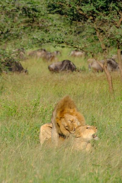 Seronera, Tanzania