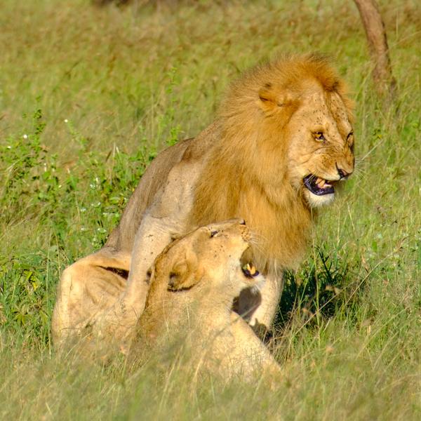 Seronera, Tanzania