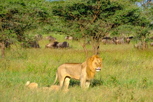 Seronera, Tanzania