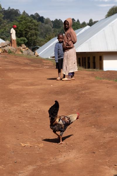Yogoi, Tanzania