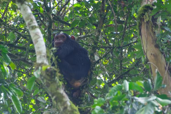 Kayanga, Uganda