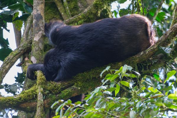 Kayanga, Uganda