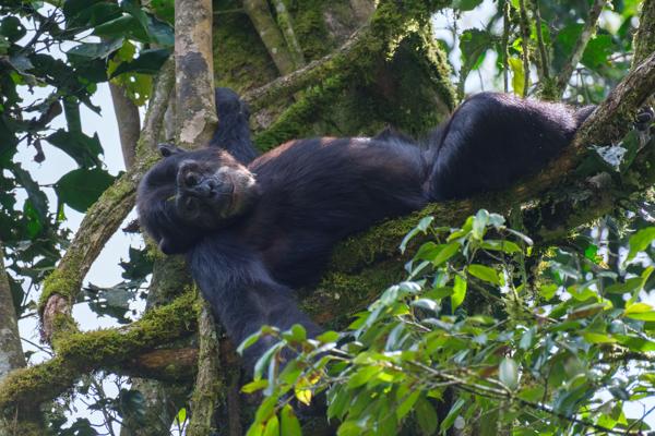 Kayanga, Uganda