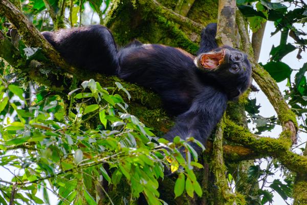 Kayanga, Uganda