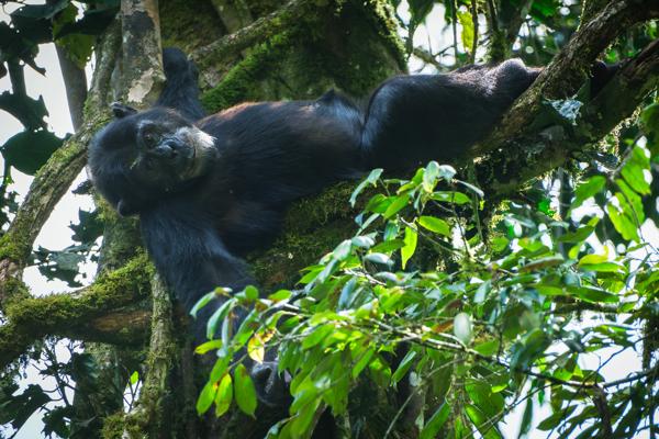 Kayanga, Uganda