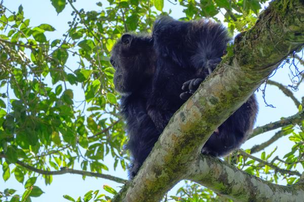 Kayanga, Uganda