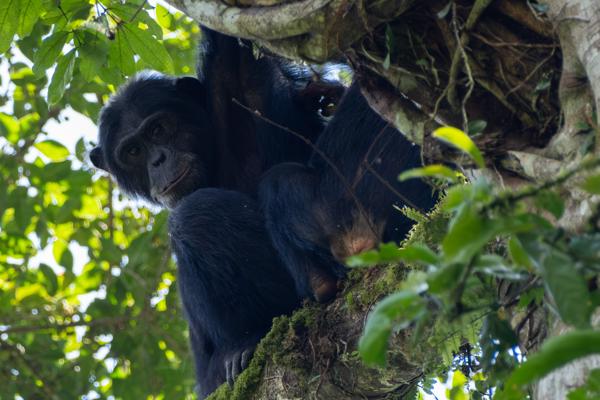Kayanga, Uganda