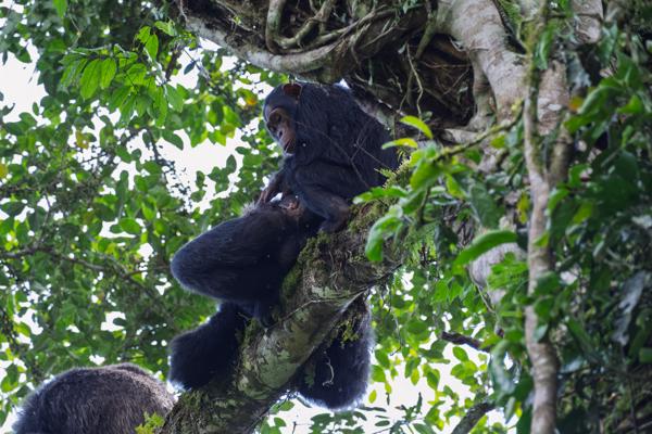 Kayanga, Uganda
