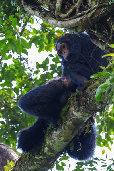 Kayanga, Uganda