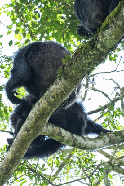 Kayanga, Uganda