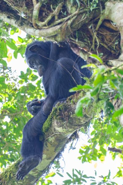 Kayanga, Uganda