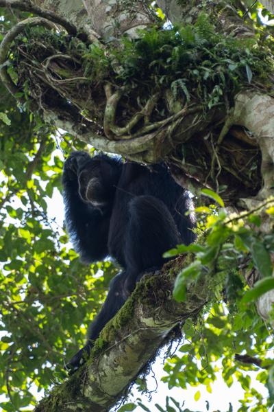 Kayanga, Uganda