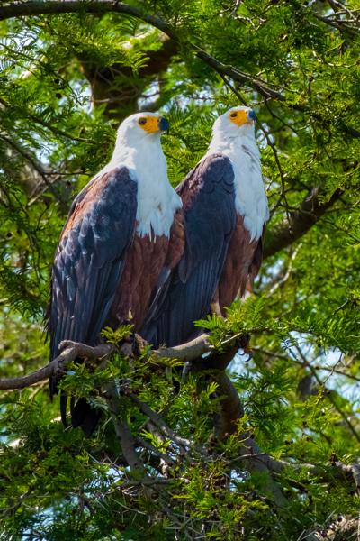 Pair of African Fish Eagles Perched in a Tree Katunguru, Uganda