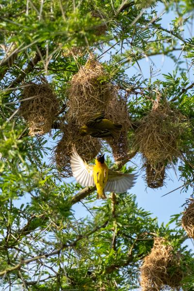 Kasenyi, Uganda