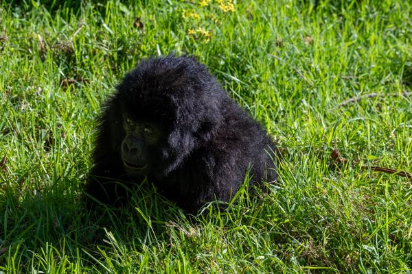 Matyazo, Uganda