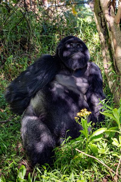 Matyazo, Uganda