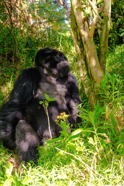 Matyazo, Uganda