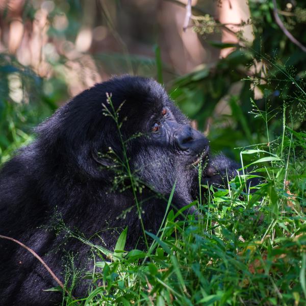 Matyazo, Uganda
