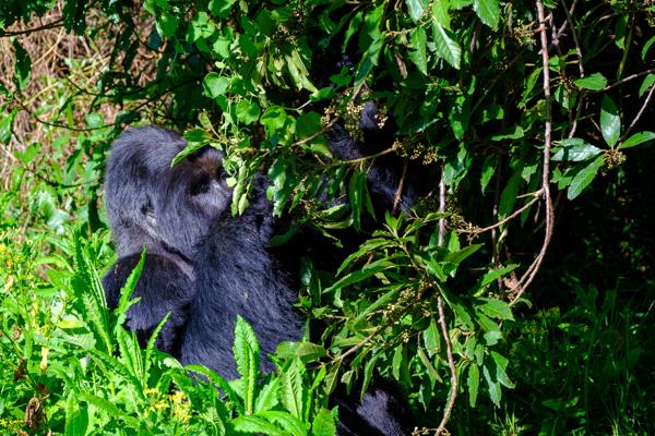 Matyazo, Uganda