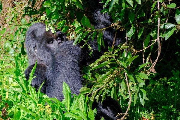 Matyazo, Uganda