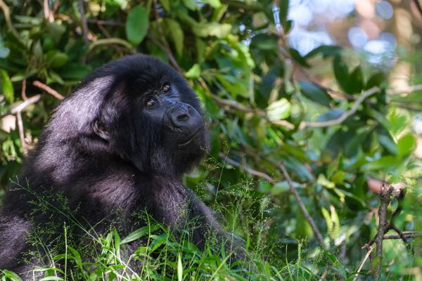 Matyazo, Uganda