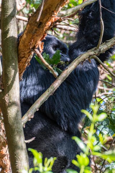 Matyazo, Uganda