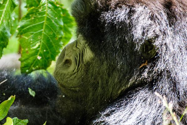 Matyazo, Uganda