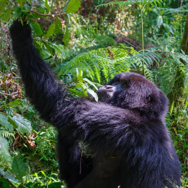 Matyazo, Uganda