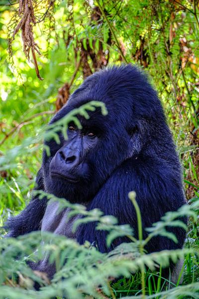 Matyazo, Uganda