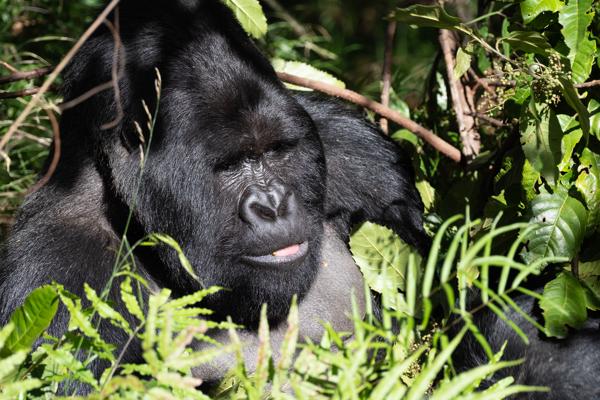 Matyazo, Uganda