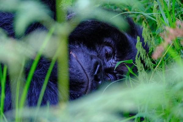 Matyazo, Uganda
