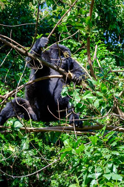 Matyazo, Uganda