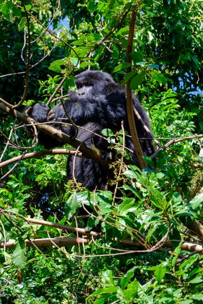 Matyazo, Uganda