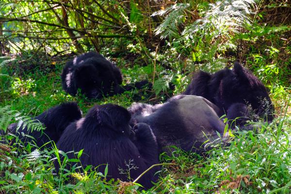 Matyazo, Uganda