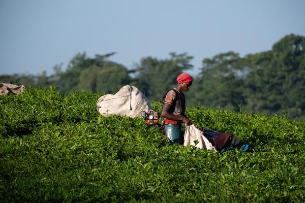 Gongo, Uganda