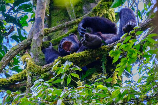 Kayanga, Uganda