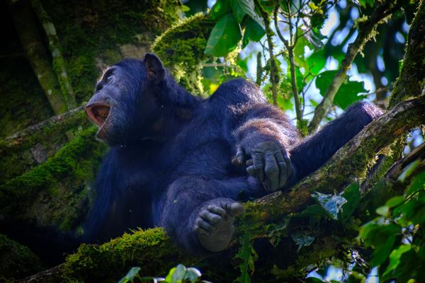 Kayanga, Uganda