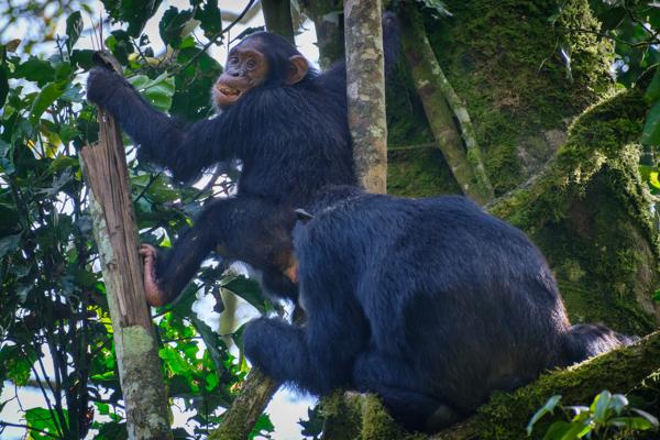 Kayanga, Uganda