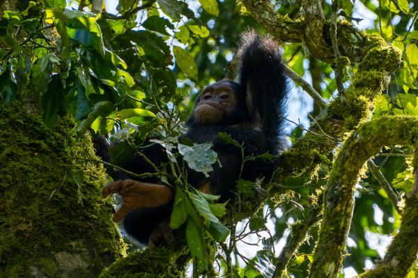 Kayanga, Uganda