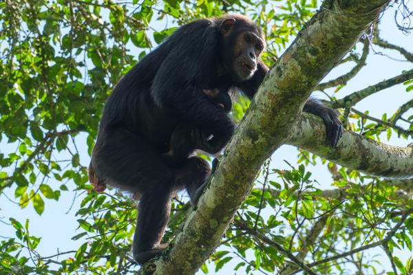 Kayanga, Uganda