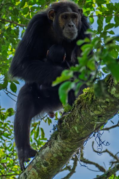 Kayanga, Uganda
