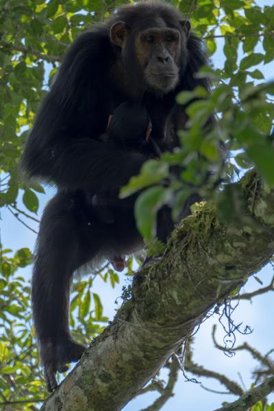 Kayanga, Uganda