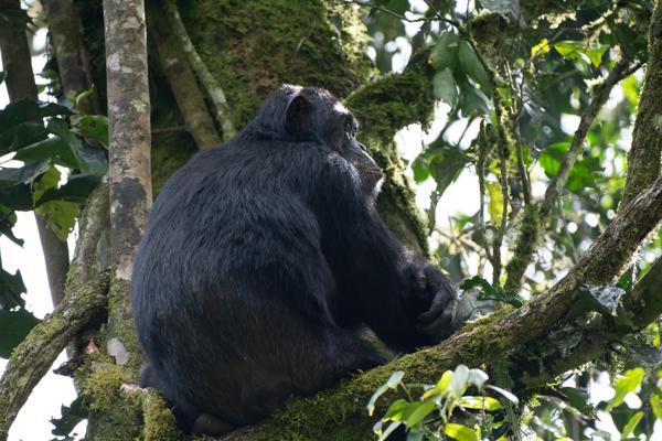 Kayanga, Uganda