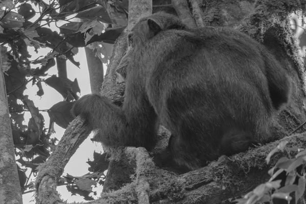 Kayanga, Uganda