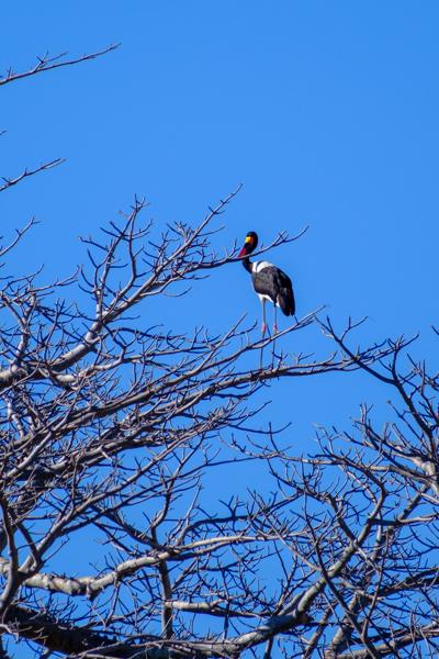 Zambia