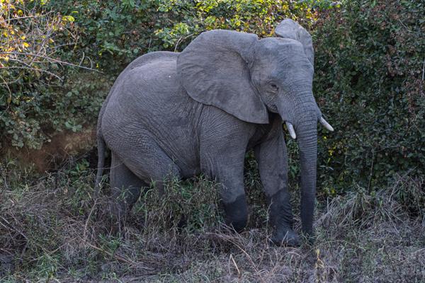 Zambia