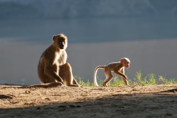 Kakumbi, Zambia