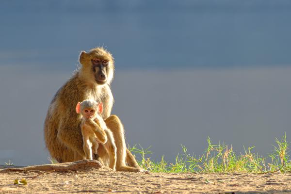 Kakumbi, Zambia