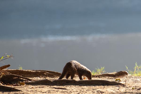 Kakumbi, Zambia
