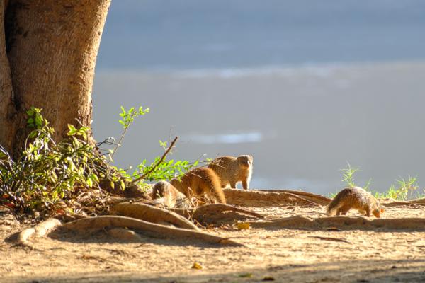 Kakumbi, Zambia